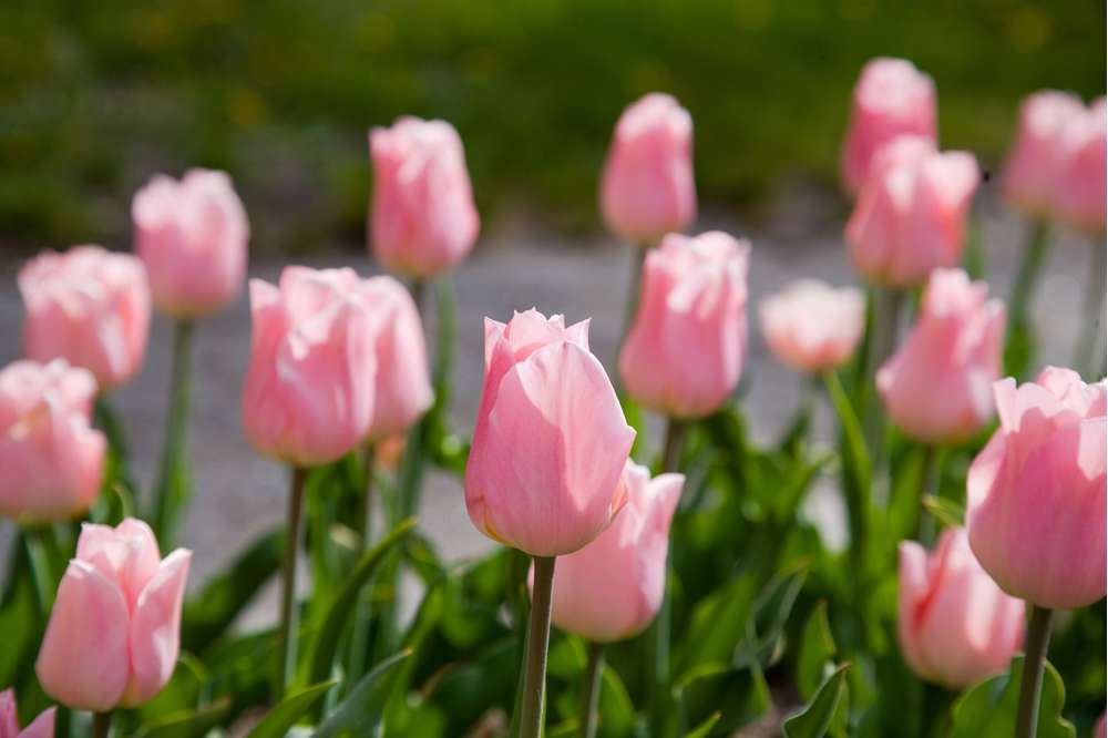 Tulipan 'Apricot Beauty'
